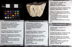 Foto (Objket + Etiketten) von Decapoda indet. 